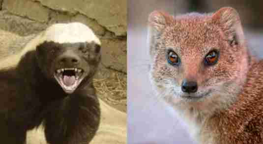 Untangling the Differences_ Honey Badger vs. Mongoose