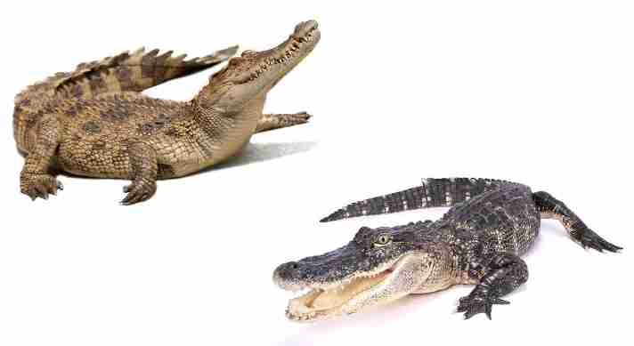 Unveiling the Distinctions_ Alligator vs. Crocodile