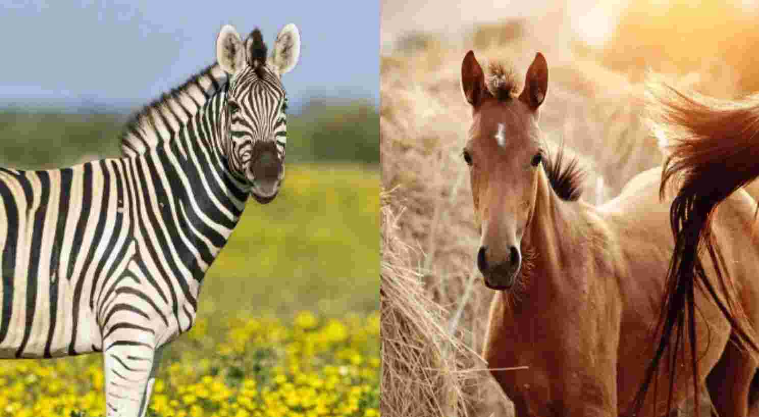 The Differences Between Zebra and Horse