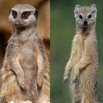 The Differences Between Meerkat and Mongoose